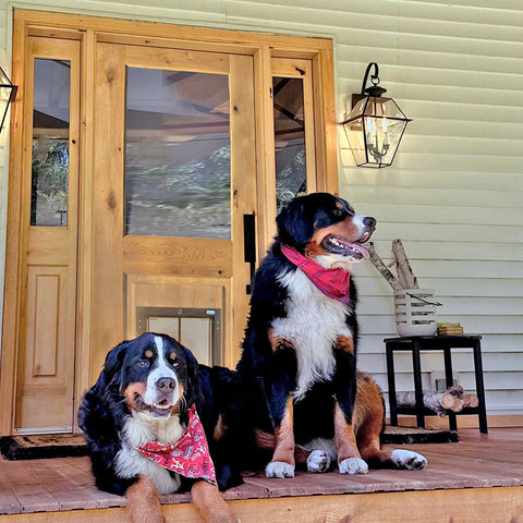 Modern Farmhouse Knotty Alder Clear Glass Door with Dog Door